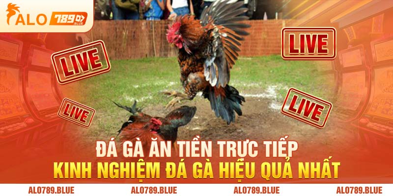 Đá Gà Ăn Tiền Trực Tiếp - Kinh Nghiệm Đá Gà Hiệu Quả Nhất