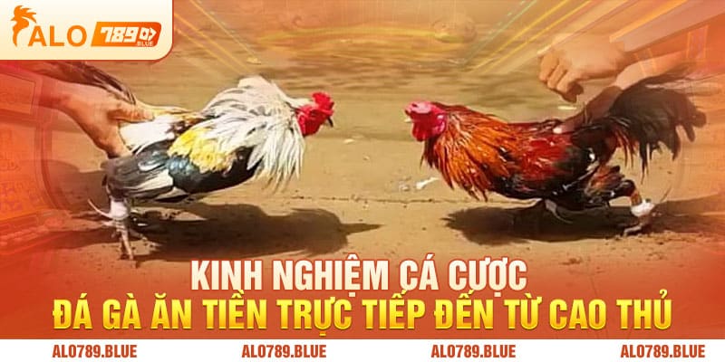 Kinh nghiệm cá cược đá gà ăn tiền trực tiếp đến từ cao thủ