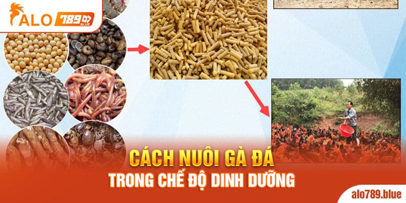 Cách nuôi gà đá trong chế độ dinh dưỡng