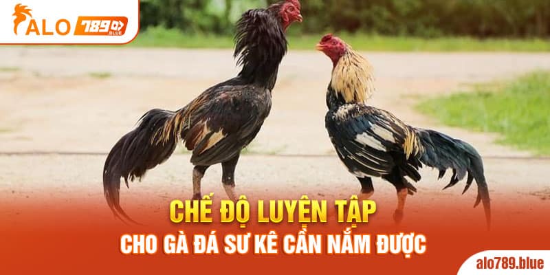 Chế độ luyện tập cho gà đá sư kê cần nắm được