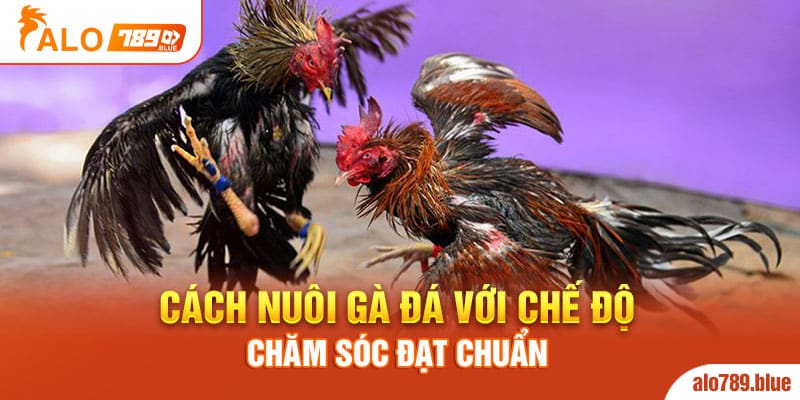 Cách nuôi gà đá với chế độ chăm sóc đạt chuẩn