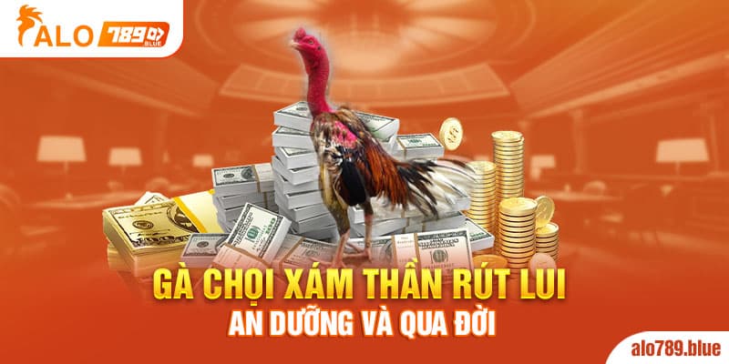 Gà chọi Xám Thần rút lui an dưỡng và qua đời