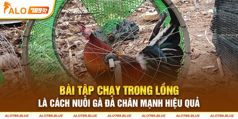 Bài tập chạy trong lồng là cách nuôi gà đá chân mạnh hiệu quả