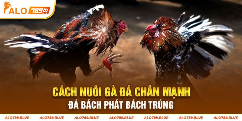 Cách Nuôi Gà Đá Chân Mạnh Đá Bách Phát Bách Trúng 