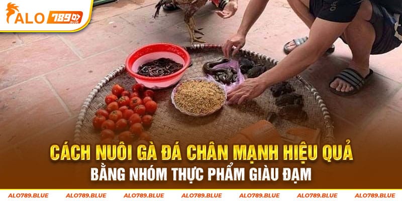 Cách nuôi gà đá chân mạnh hiệu quả bằng nhóm thực phẩm giàu đạm