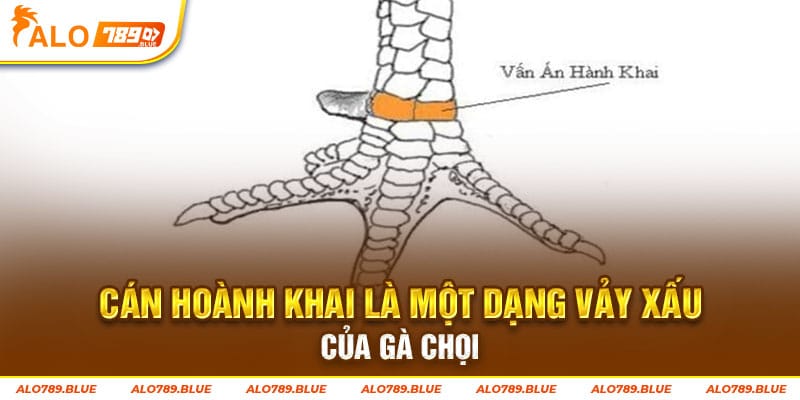 Cán hoành khai là một dạng vảy xấu của gà chọi