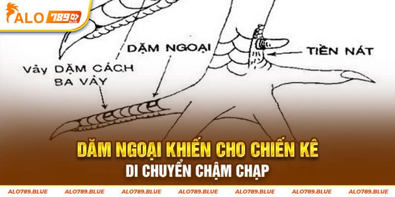 Dăm ngoại khiến cho chiến kê di chuyển chậm chạp