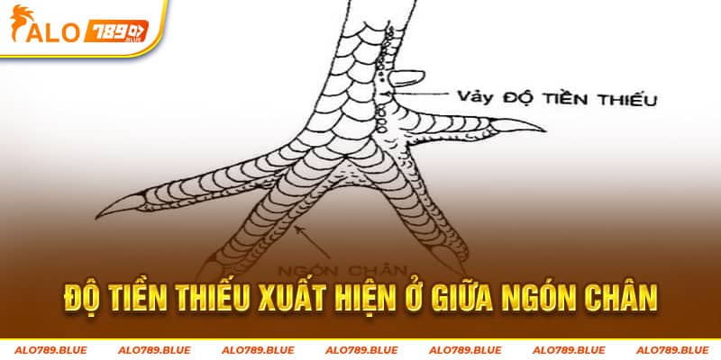 Độ tiền thiếu xuất hiện ở giữa ngón chân