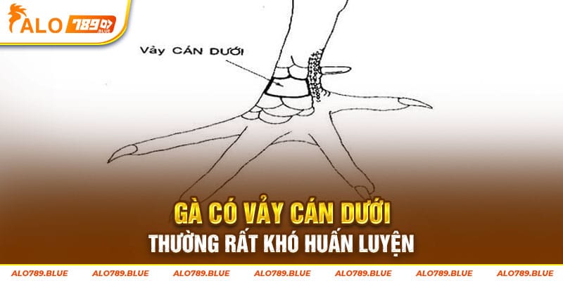 Gà có vảy cán dưới thường rất khó huấn luyện