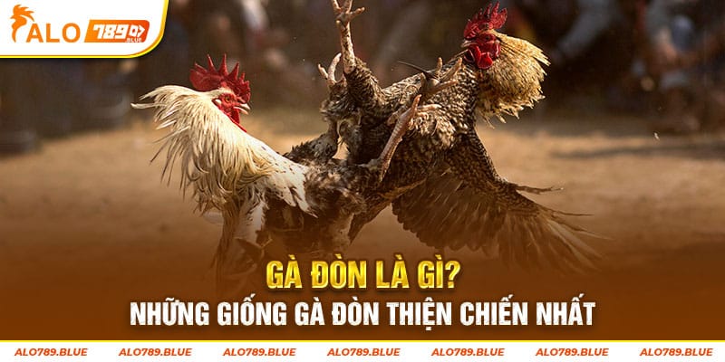 Gà Đòn Là Gì? Những Giống Gà Đòn Thiện Chiến Nhất