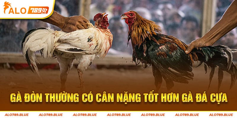 Gà đòn thường có cân nặng tốt hơn gà đá cựa