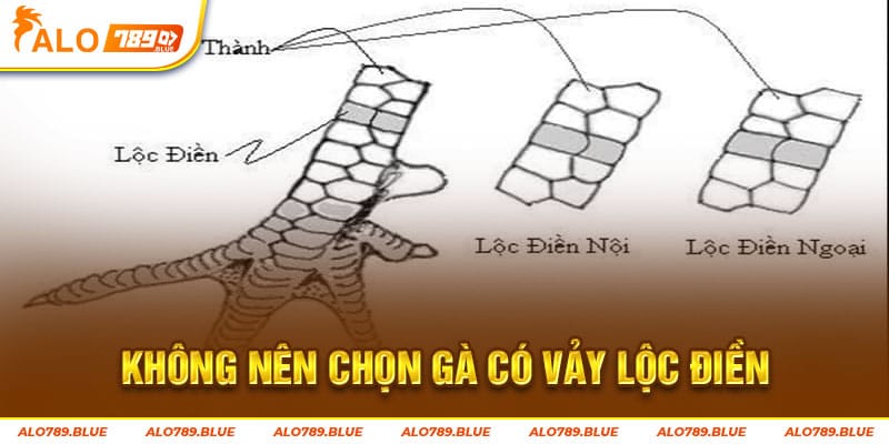 Không nên chọn gà có vảy lộc điền