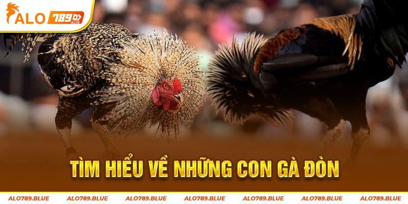 Tìm hiểu về những con gà đòn