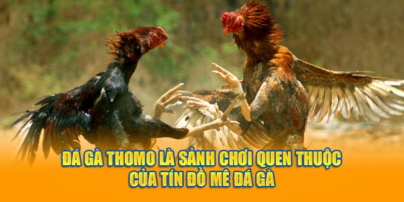 Đá gà thomo là sảnh chơi quen thuộc của tín đồ mê đá gà