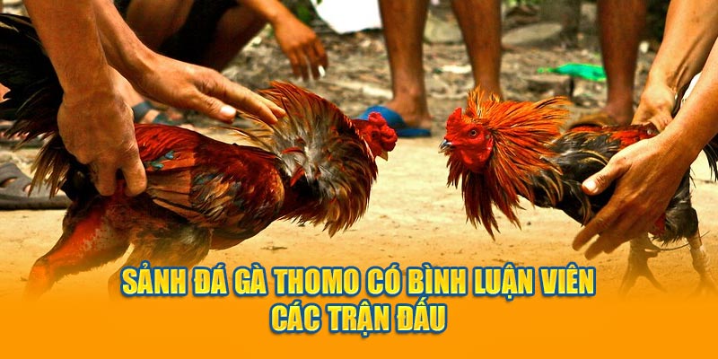 Sảnh đá gà thomo có bình luận viên các trận đấu